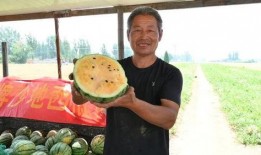 海宁最新吃瓜事件视频,视频揭秘惊人内幕