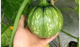 小瓜怎么吃营养好些视频,视频教你科学吃法