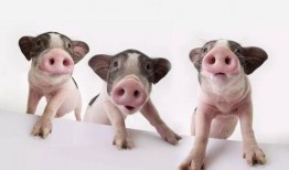 猪吃蜜瓜视频在线观看