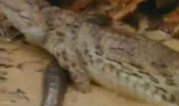 鳄鱼吃瓜视频大全播放下载,趣味横生的动物奇观大揭秘