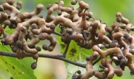 树上吃佛手瓜小伙视频在线观看,小伙树上吃佛手瓜视频走红网络