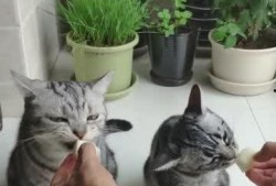 上门喂猫吃瓜视频