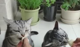 上门喂猫吃瓜视频