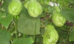 吃佛手瓜的做法大全视频