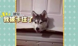 吃瓜奇葩猫咪视频,猫咪吃瓜大作战，萌态百出引网友爆笑