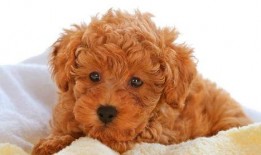 泰迪柯基吃瓜视频,萌态十足，网友直呼可爱爆表！