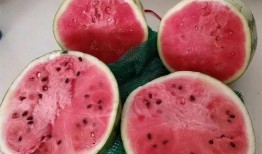 麒麟瓜吃半个会中毒吗视频,麒麟瓜半颗即可中毒？揭秘食品安全真相