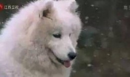 单身小狗吃瓜视频,揭秘娱乐圈那些事儿