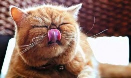 猫咪看戏吃瓜视频大全,猫咪看戏吃瓜视频大全，萌态百出笑翻天