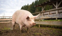 猪可以吃生角瓜吗视频讲解,视频解析揭示真相