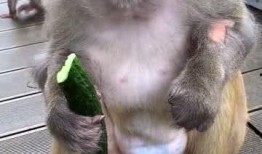 试讲猴子吃瓜视频,趣味横生的自然瞬间
