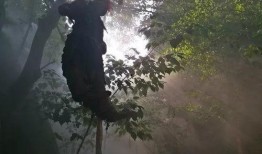 桃林吃瓜事件真相视频,揭秘真相背后的惊人内幕