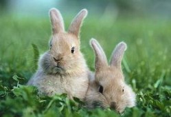 兔子可以吃熟蓝瓜吗视频