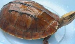 金钱龟吃哈密瓜好吗视频,探索龟类营养新选择