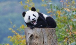 喂熊猫吃哈密瓜视频大全,熊猫美食时光大盘点