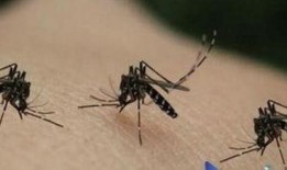 瓜哥吃蚊子视频,趣味视频引网友热议