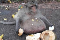 试讲猴子吃瓜视频,趣味横生的自然瞬间