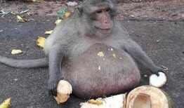 试讲猴子吃瓜视频,趣味横生的自然瞬间