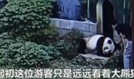 吃瓜翻围栏被淦视频,网友热议“淦”视频背后的故事