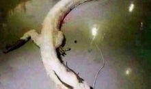 湖南小白龙视频高清吃瓜,揭秘幕后真相