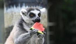 带你吃瓜动物拿起武器视频,瓜田里的武器奇遇记