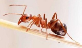 蚂蚁吃瓜画画教程视频图片,跟随视频图片轻松掌握瓜果绘画技巧