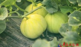 莱西吃瓜视频,揭秘网络红人幕后生活