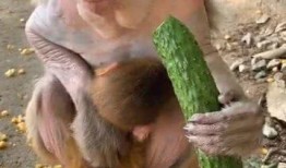 试讲猴子吃瓜视频,趣味横生的自然瞬间
