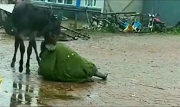 给驴哥吃哈密瓜视频播放,欢乐瞬间引网友热议