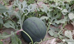 大棚吃瓜视频大全集,瓜果飘香视频大全集精彩回顾