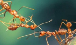 蚂蚁吃瓜画画教程视频图片,跟随视频图片轻松掌握瓜果绘画技巧