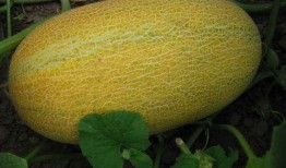 一个人吃哈密瓜的视频,一睹哈密瓜美味瞬间