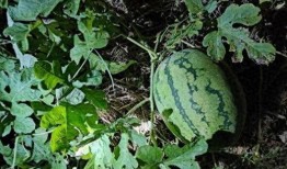 农人吃土瓜视频播放下载,农人吃土瓜视频播放下载，尽享田园风味