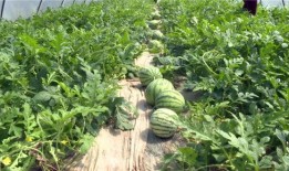 海宁最新吃瓜事件视频,视频揭秘惊人内幕