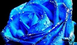 瓜哥吃瓜蓝色妖姬视频,蓝色妖姬视频背后的惊人真相