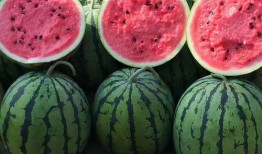 香港人吃硒砂瓜的多吗视频,全民瓜香四溢