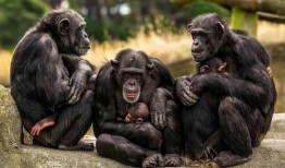 女人吃瓜变成黑猩猩视频,女人吃瓜意外变身黑猩猩，惊悚视频引发热议