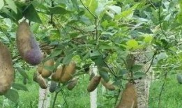 熊猫吃八月瓜吗会死吗视频,揭秘生死之谜