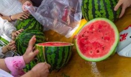 日本吃瓜视频,揭秘网红美食背后的故事