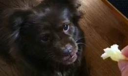 吃瓜狗子搞笑视频