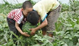 泗水县吃瓜事件视频最新,一场网络热议背后的真相揭秘