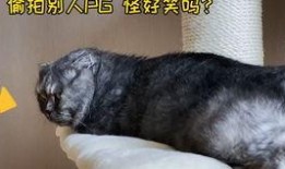 猫咪吃瓜小游戏视频播放,萌宠趣味视频带你笑翻天