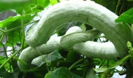 印度女人吃蛇瓜视频,传统美食背后的勇气与风味