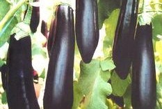 美女吃茄瓜视频网站大全,美女品尝茄瓜，精彩视频大盘点