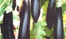 美女吃茄瓜视频网站大全,美女品尝茄瓜，精彩视频大盘点