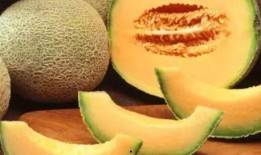 乌龟吃哈密瓜好消化吗视频,乌龟食用哈密瓜消化效果揭秘