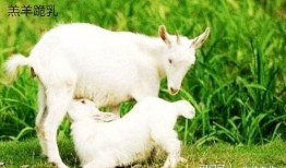 抖音小羊吃瓜视频大全集,小羊吃瓜视频大全集，笑料横生，欢乐无限