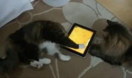 仓鼠宝宝夏日吃瓜视频,仓鼠宝宝欢乐吃瓜时光