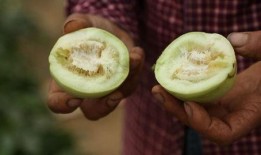 莱西吃瓜视频,揭秘网络红人幕后生活