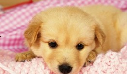 酥瓜小狗可以吃吗视频大全,视频大全揭秘